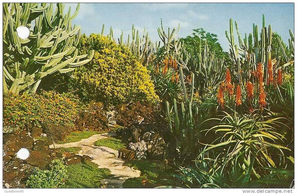 Hawaii.Koloa.Cactus. Cpsm Coul. - Cactusses