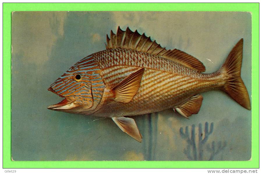 FISH - GRUNT ( HAEMULIDAE ) - - Fish & Shellfish