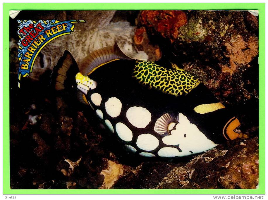 FISH - CLOWN TRIGGER FISH - Balistoides Conspicillum - - Fish & Shellfish