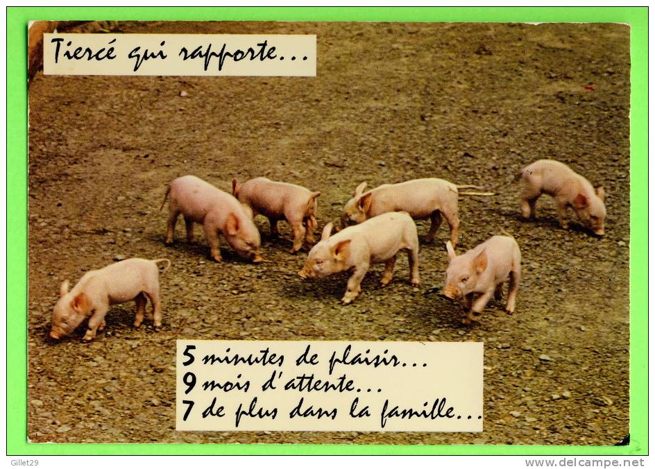 COCHONS - TIERCÉ QUI RAPPORTE ... 5 MINUTES DE PLAISIR...9 MOIS D´ATTENTE...7 DE PLUS DANS LA FAMILLE...- - Schweine