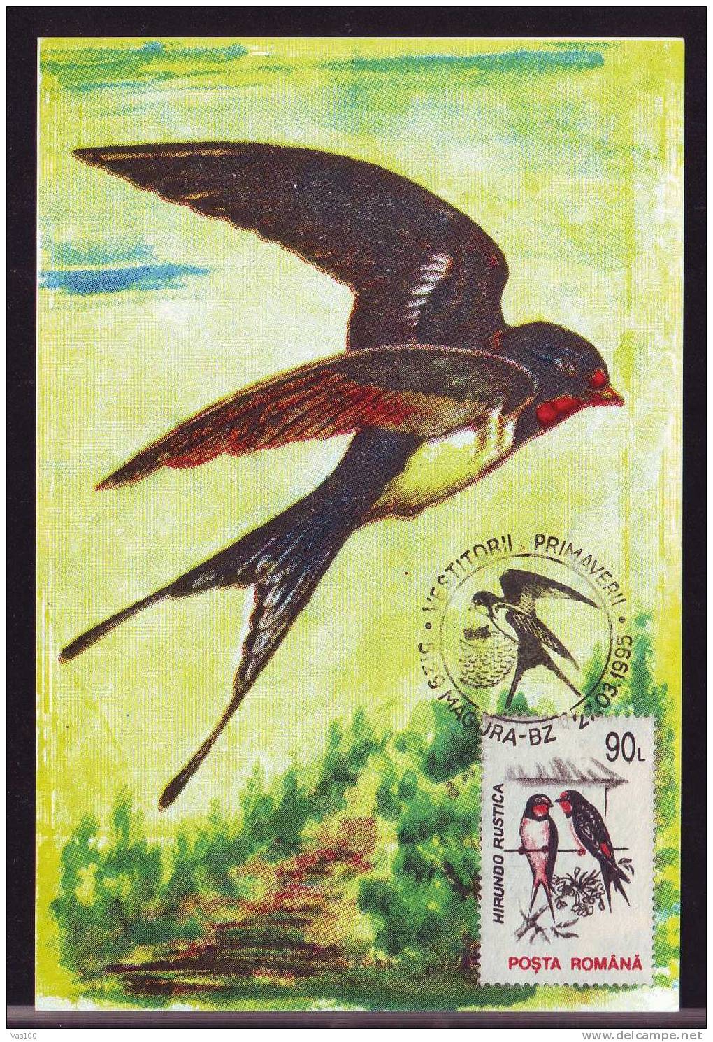 Oiseaux Hirondelles ,1995 Maximum Card Romania. - Hirondelles