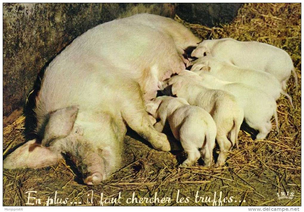 CPM D’une Truie Et Ses Petits - Schweine