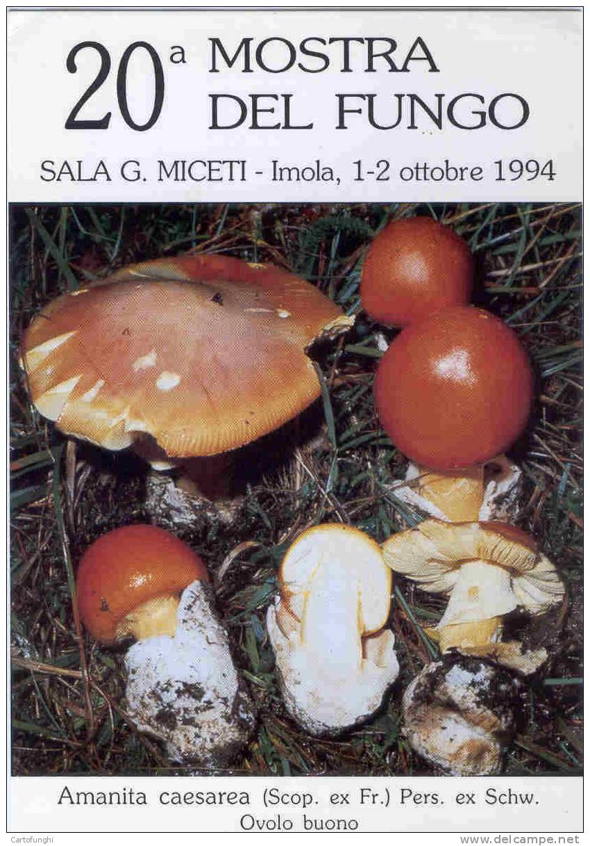 M IMOLA BOLOGNA AMANITA CAESAREA FUNGHI   CHAMPIGNONS  MUSHROOMS  PILZE - Mushrooms