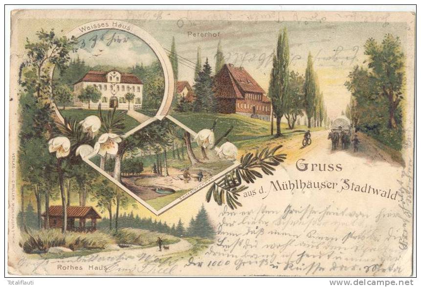 Mühlhausen Gruß Aus Dem Stadtwald Color Litho 15.8.1898 Gelaufen Peterhof Weißes Haus Rothes Spittelbrunnen - Altenburg