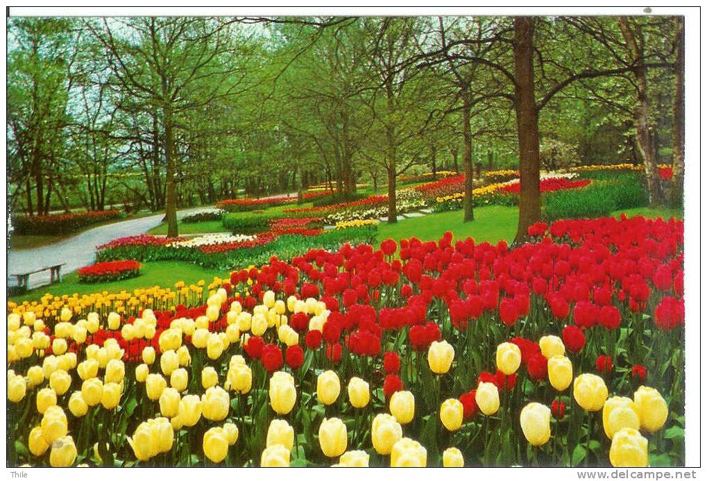 Keukenhof LISSE - Lisse