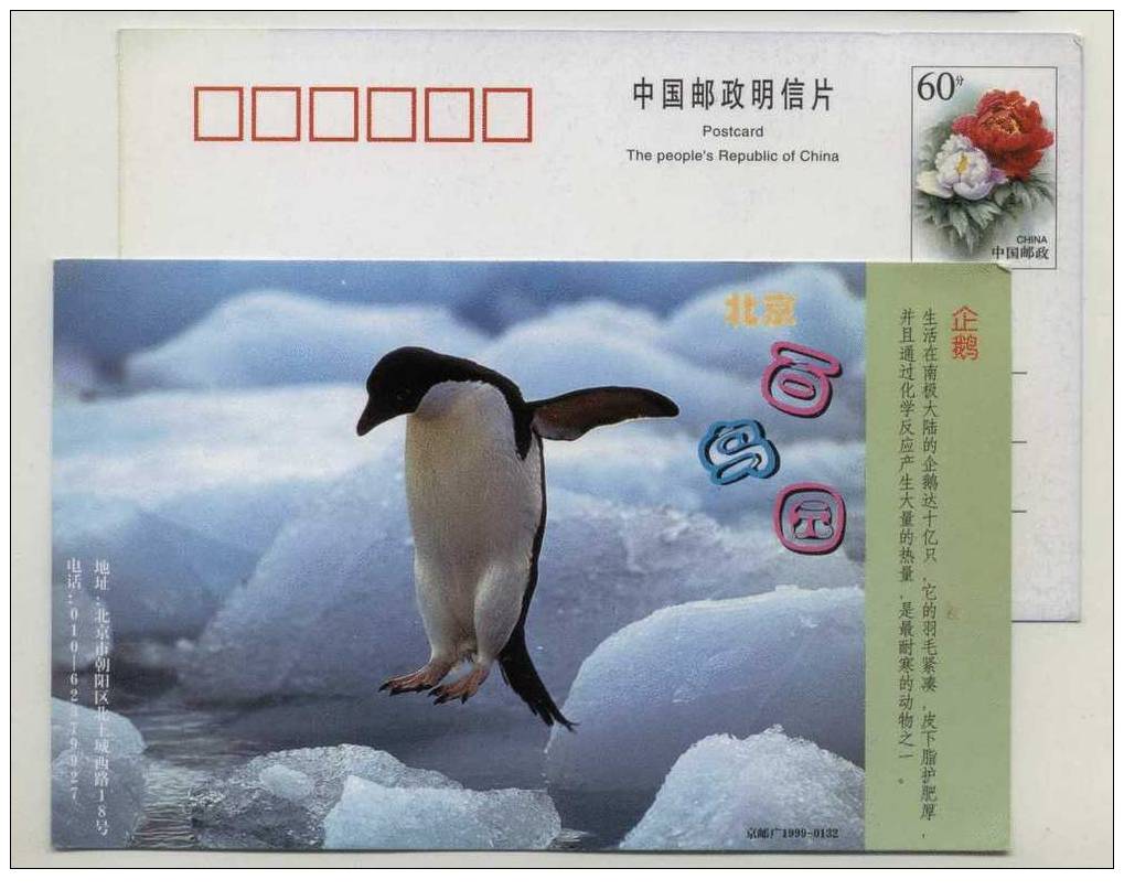 Antactic Penguin,China 1999 Beijing Bird Paradise Advertising Postal Stationery Card - Antarktischen Tierwelt