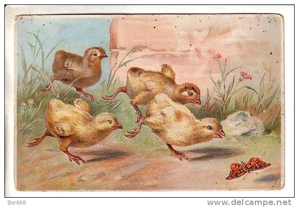 GOOD OLD LATVIA Postcard - Butterfly & Chicken - Mariposas