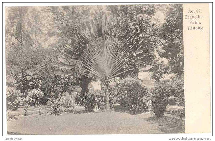 CPA PENANG - TRAVELLER-PALM. ARBRE DU VOYAGEUR - Malaysia