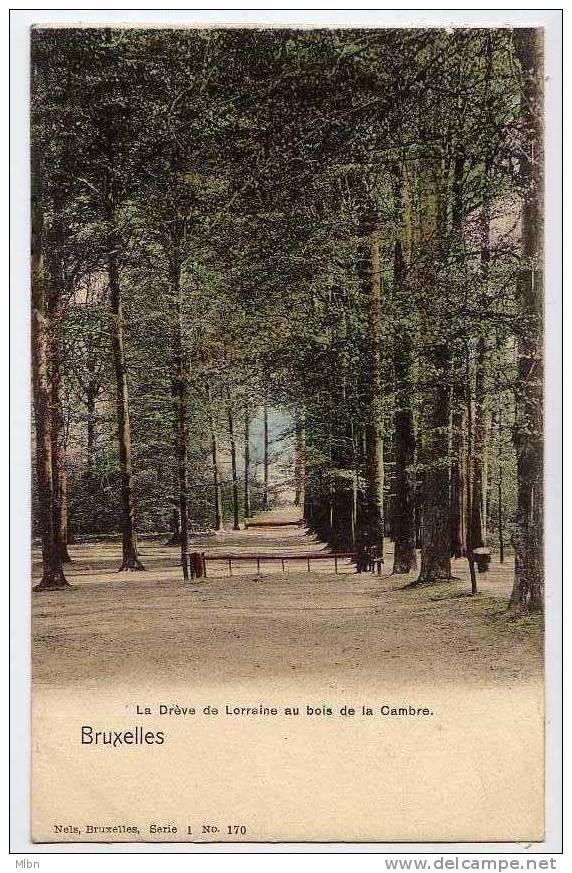CPA Précurseur _ Bruxelles _ La Drève De Lorraine Au Bois De La Cambre.  TBon Etat - Forêts, Parcs, Jardins