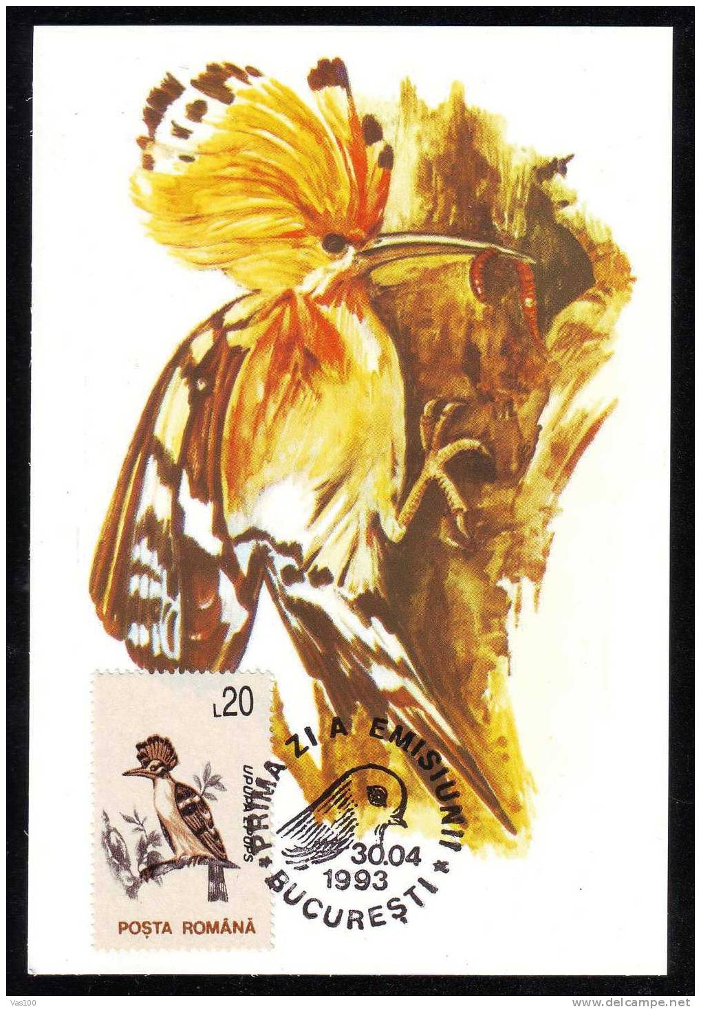 "UPUPA EPOPS" :MAXIMUM CARD, Bird Grimpeur 1993, – FDC Cancell,Romania. - Climbing Birds