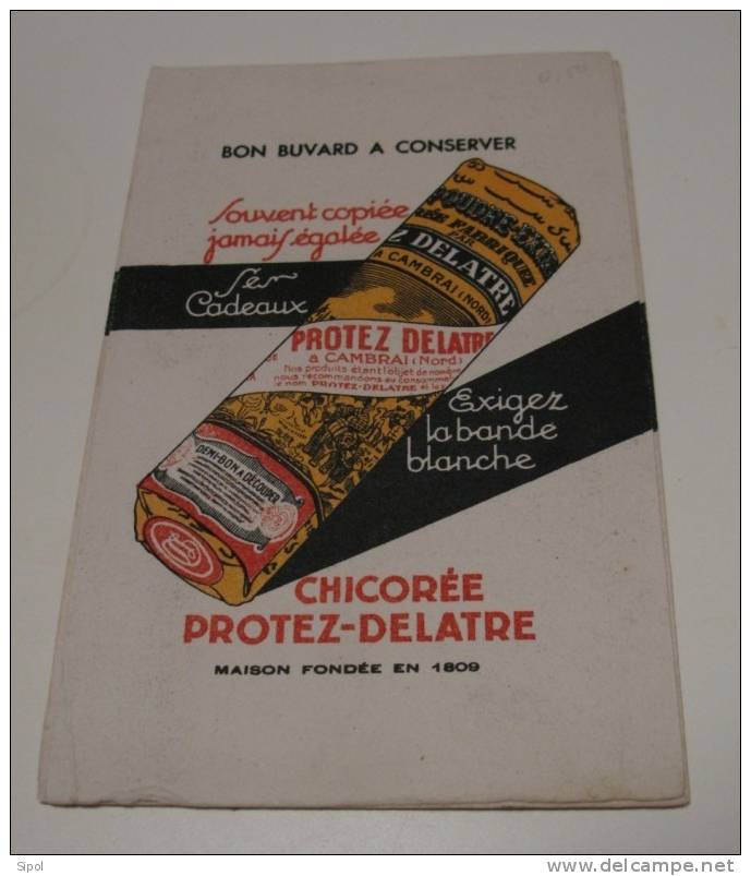 Chicorée Protez-Delatre - C