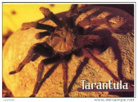 (327)  Spider - Araignée - Insekten