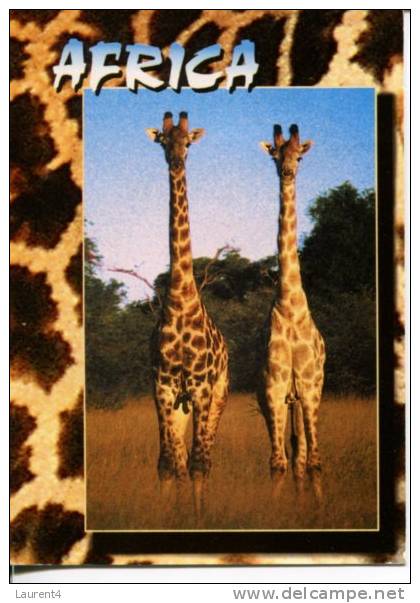 (236) Giraffe In Africa - Girafes