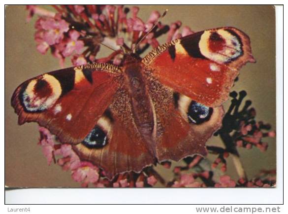 (277) - Peacock Butterfly - Mariposas