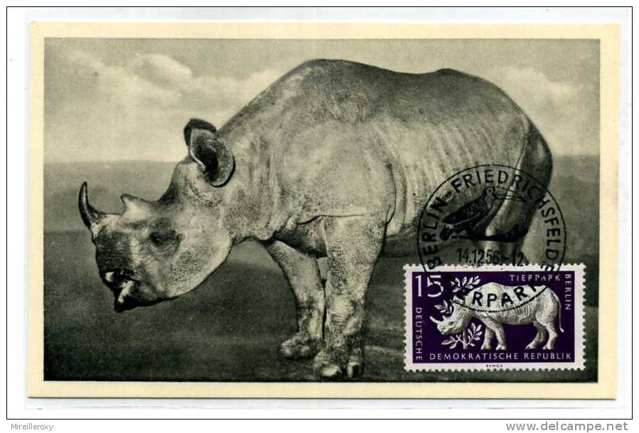 RHINOCEROS / ZOO BERLIN / CARTE  MAXIMUM ALLEMAGNE / TIERPARK / 1956 - Rhinoceros