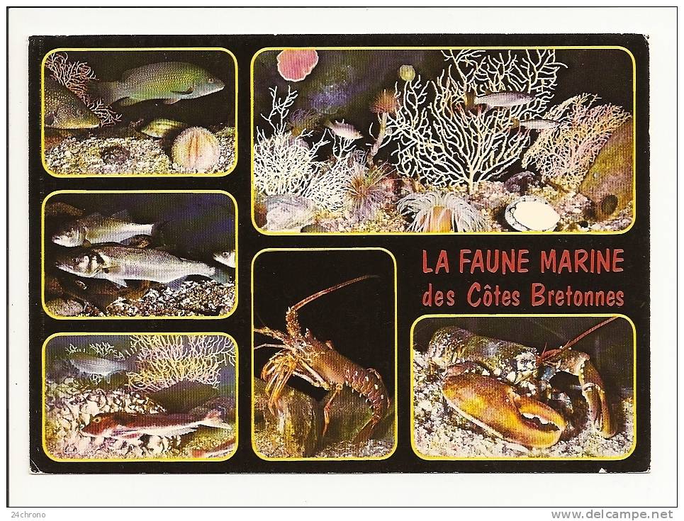 La Faune Marine Des Cotes Bretonnes: Vieille, Bar, Rouget Grondin, Langouste Et Homard (10-352) - Fish & Shellfish