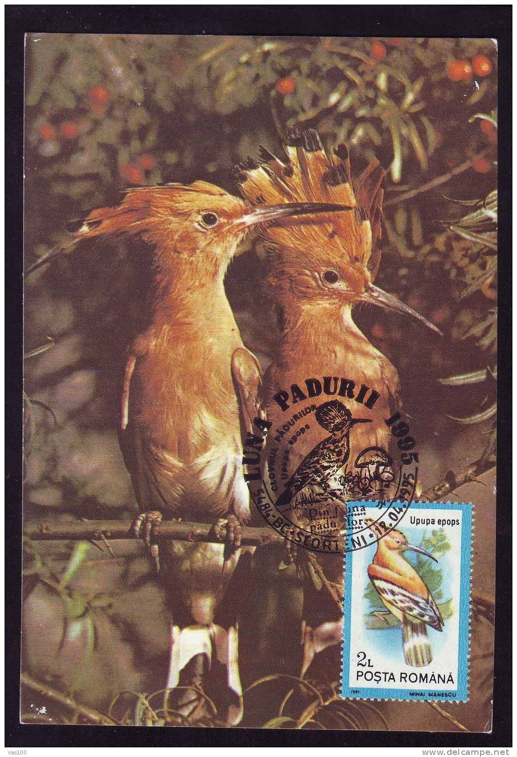 \\\"UPUPA EPOPS\\\" PUPAZA :MAXIMUM CARD, Bird Grimpeur 1995, –  Carte Maximum,obliteration SCORTENI,Romania. - Climbing Birds