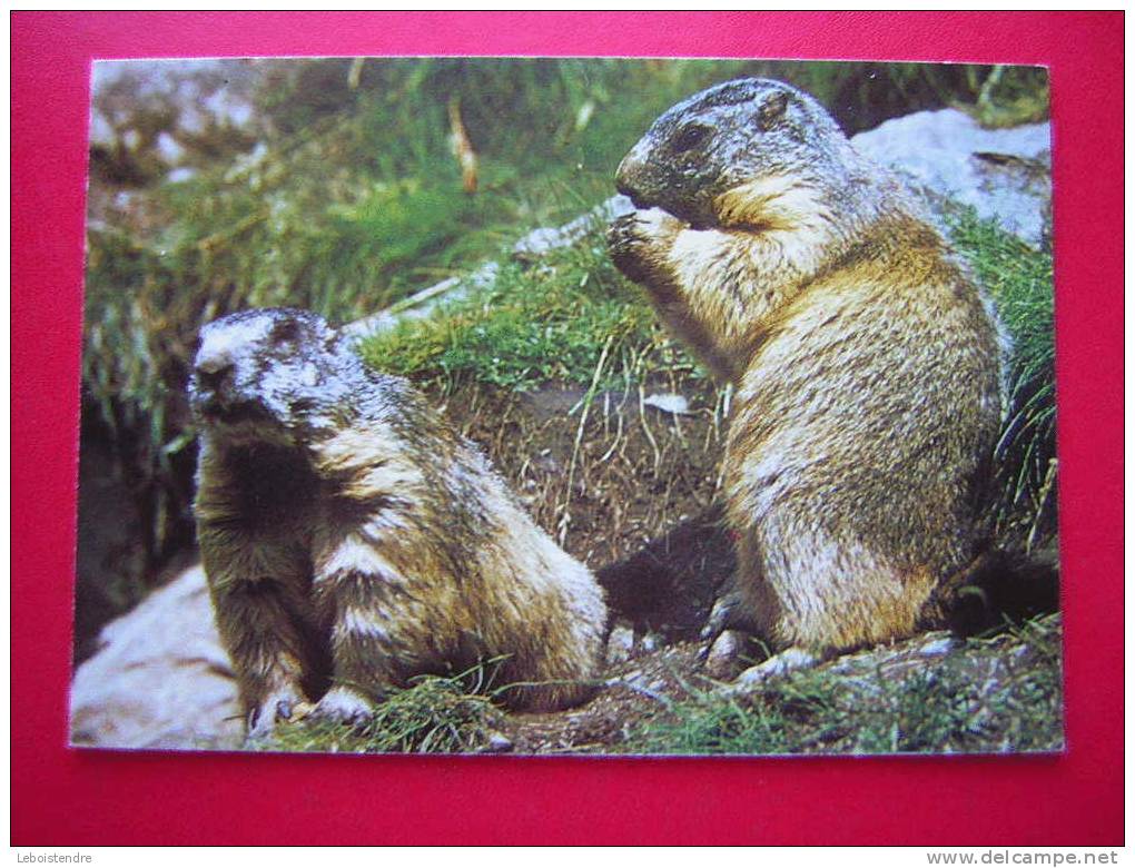 CPM -THEME ANIMAUX-MARMOTTES-MARMOTA MARMOTA L -MURMELTIERE-MARMOTS-MARMOTTEN  -NON VOYAGEE-CARTE EN BON ETAT - Monkeys