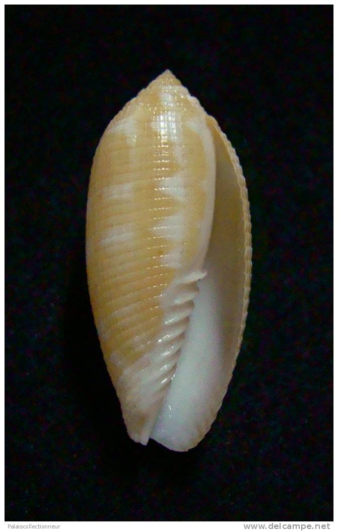 N°2240  //  MITRA ( Pterygia )  CRENULATA  " Nelle-CALEDONIE "  //  F+++  : 26,1mm  //  PEU COURANTE . - Seashells & Snail-shells