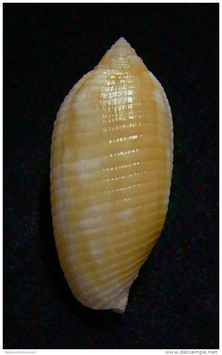 N°2241  //  MITRA ( Pterygia )  CRENULATA  " Nelle-CALEDONIE "  //  F+++  : 32,8mm  //  PEU COURANTE . - Seashells & Snail-shells