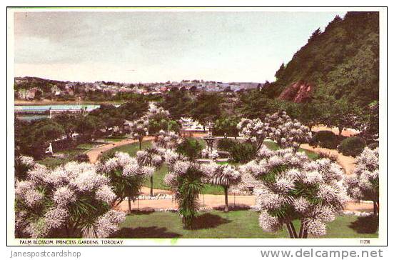 PALM BLOSSOM In Princess Gardens  - TORQUAY - Devon - Torquay