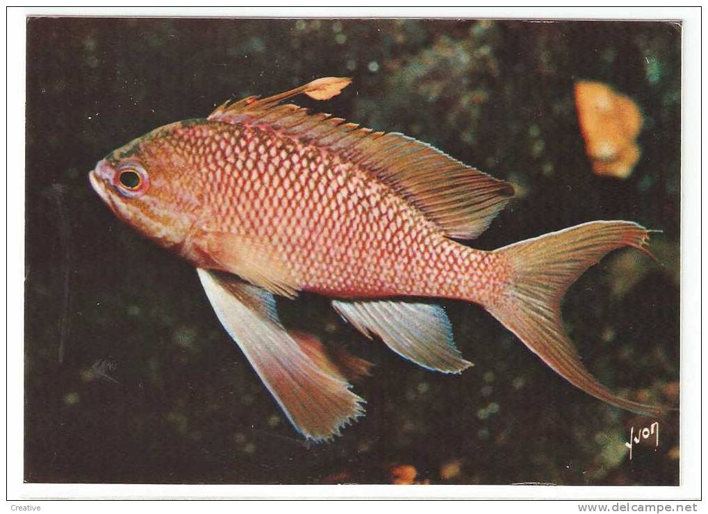 Anthias Anthias (2scans,reste De Colle Sur Le Dos) - Fish & Shellfish