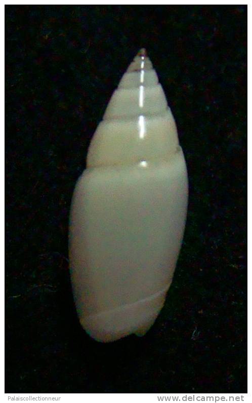 N°2450 //  OLIVELLA  VOLUTELLA  " ALBINOS "   " PEROU "  //  GEM :  13,1mm //  ASSEZ RARE  . - Coquillages