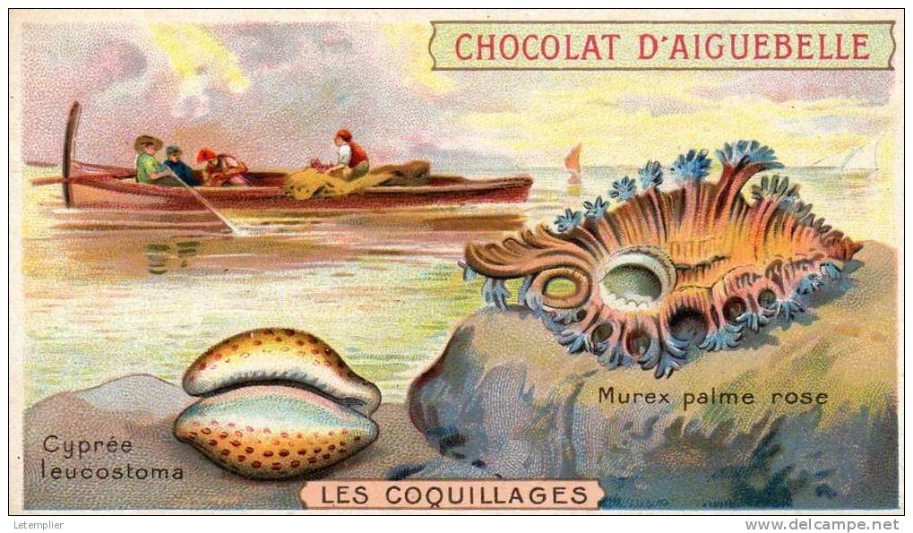 LES COQUILLAGES - Aiguebelle