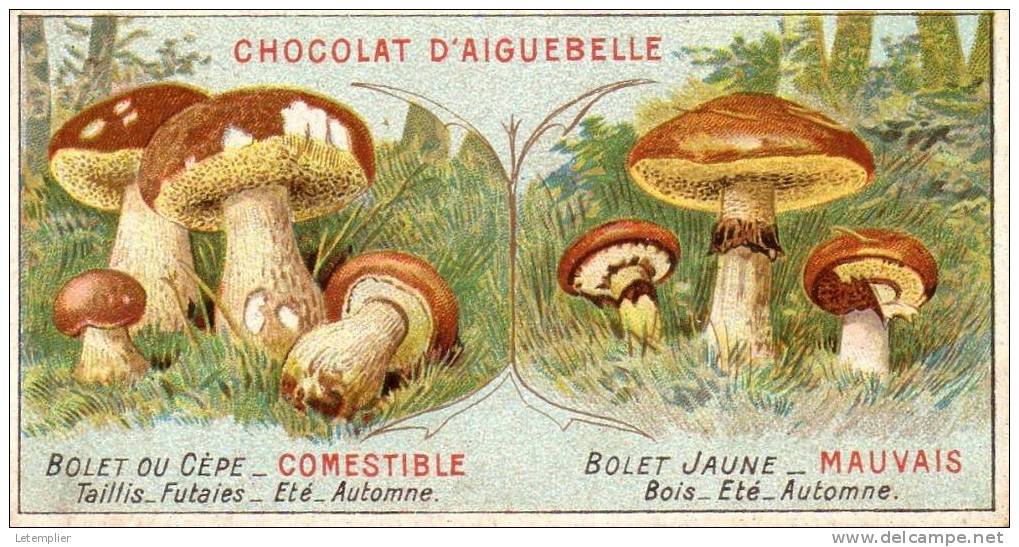 LES CHAMPIGNONS - Aiguebelle