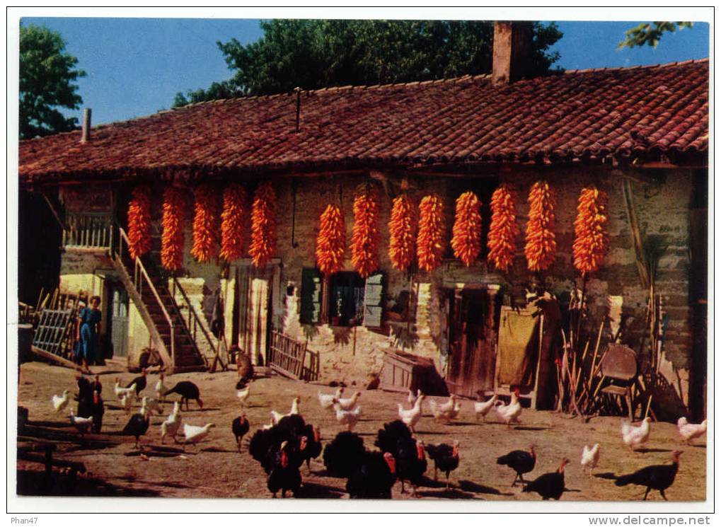 FERME BRESSANE Saône Et Loire, Ain, Fermière, Cour, Poules, Dindons, Chien à La Chaîne, Maïs, Outils Agricoles - Fattorie