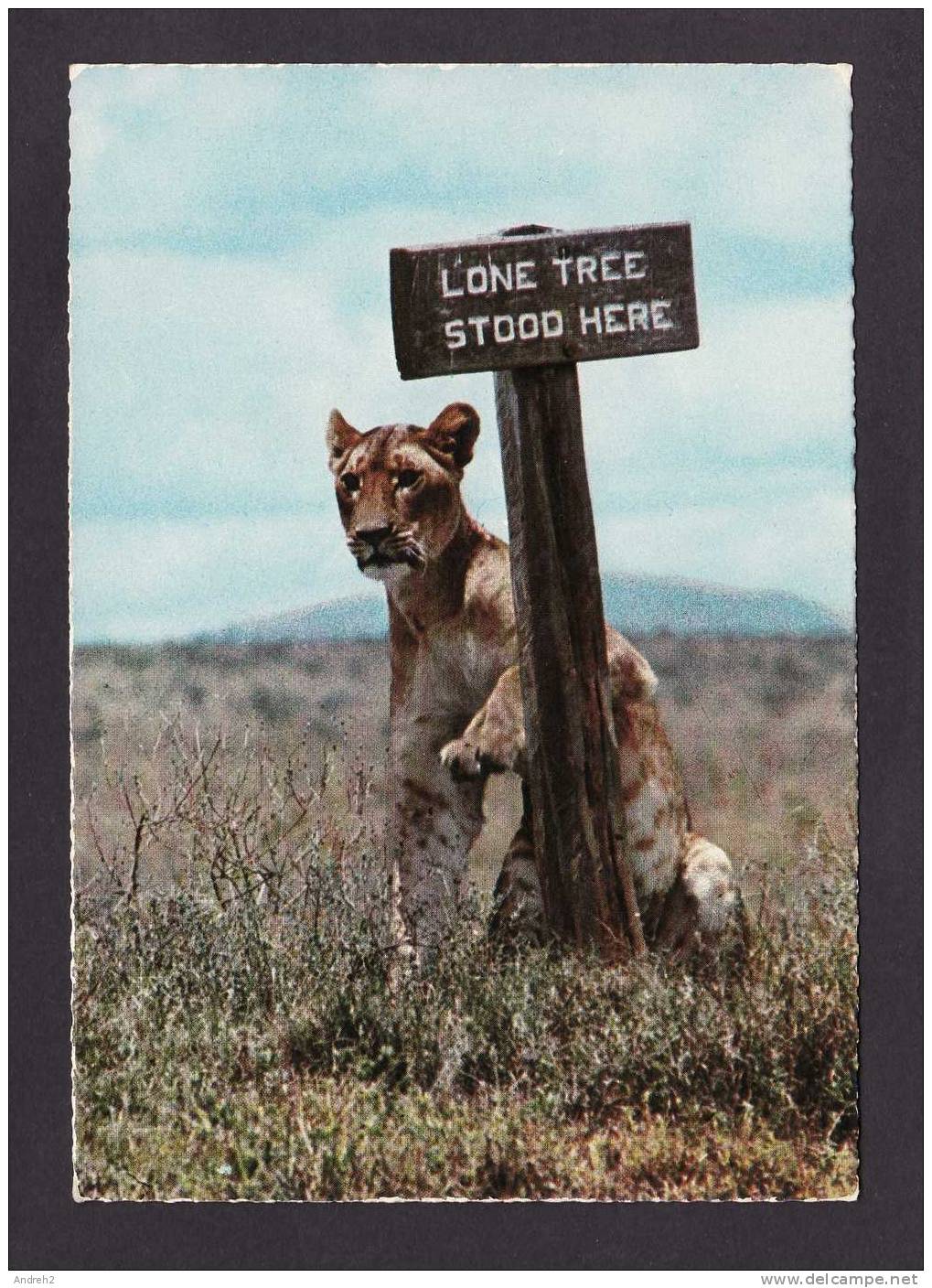 ANIMALS - AFRICAN WILDLIFE - EAST AFRICA - LION - LIONESS AT THE LONE TREE SINGNBOARD - BY ELITE GROUP - Lions