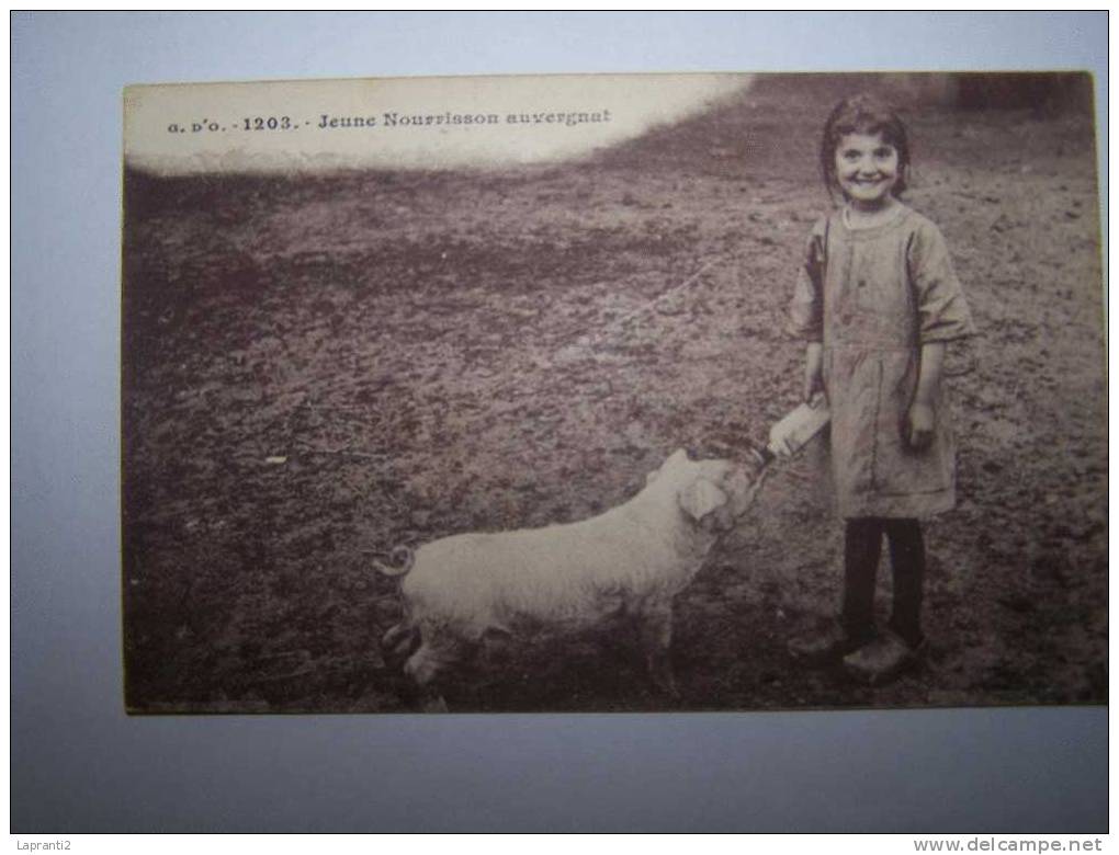 LES COCHONS EN AUVERGNE. JEUNE NOURRISSON EN AUVERGNE. - Pigs