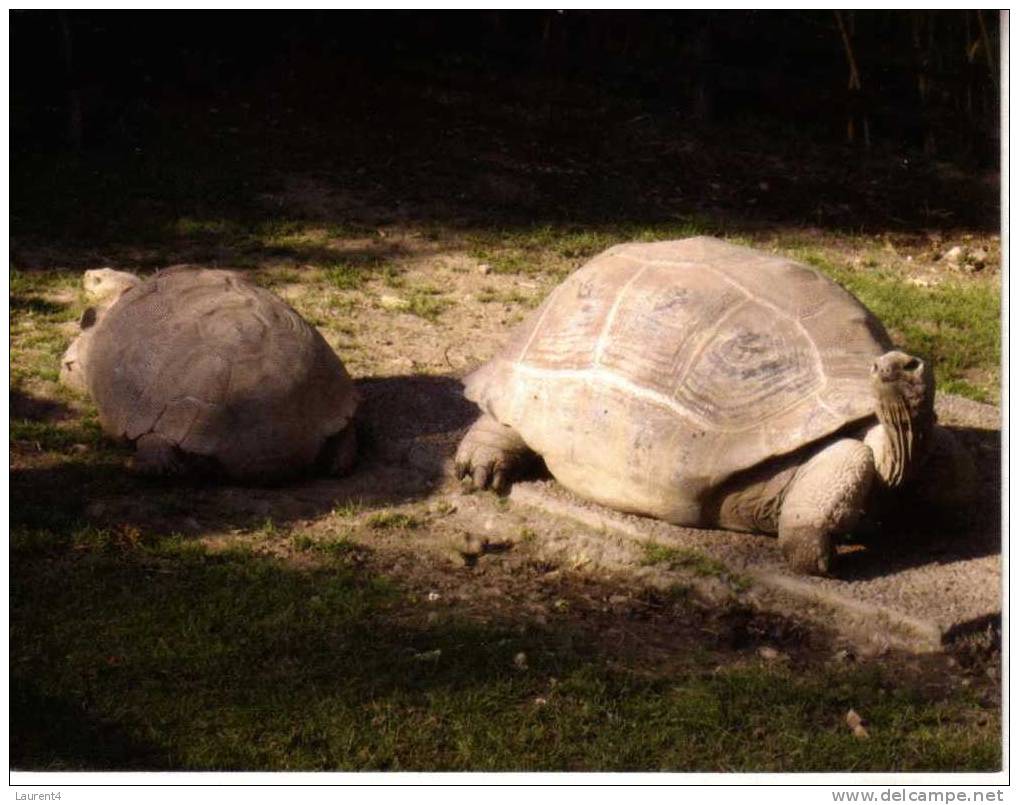 1 X World Aninmal Postcard - 1 Carte Postale D´animal Du Monde - Aldabra Giant Tortoise - Schildkröten