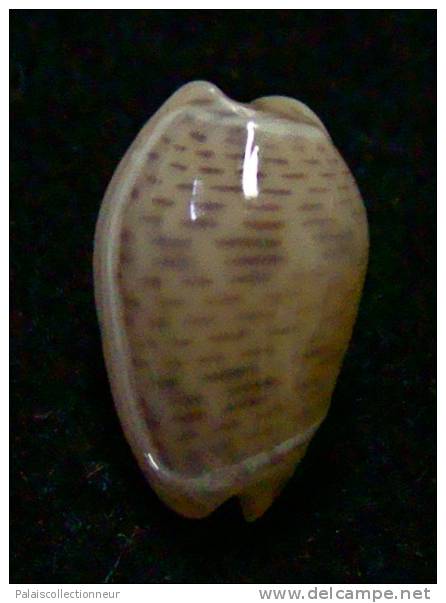 N°2758 //  MARGINELLA ( Persicula )  INTERRUPTOLINEATA  " VENEZUELA " //  GEM  : 12mm //   ASSEZ RARE . - Coquillages