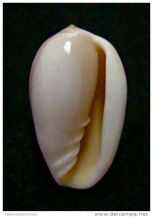 N°2771 //  MARGINELLA ( Prunum )  LEONARDHILLI  " PANAMA " //  GEM  : 16,8mm //   ASSEZ RARE . - Seashells & Snail-shells