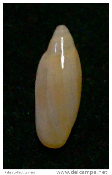 N°2779 //  MARGINELLA ( Volvarina ) AVENA   " PANAMA " //  GEM  : 13mm //   ASSEZ RARE . - Coquillages