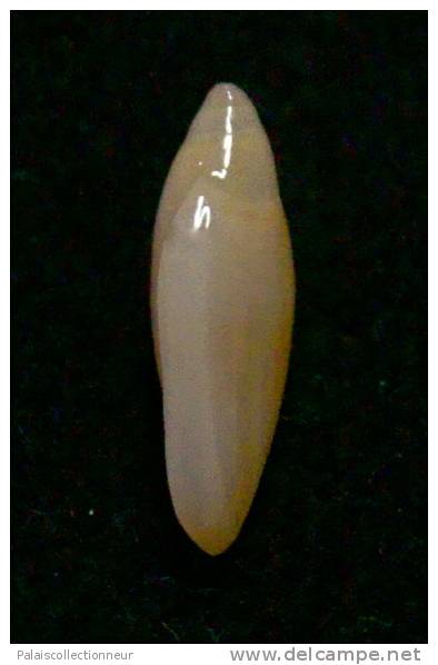 N°2779 //  MARGINELLA ( Volvarina ) AVENA   " PANAMA " //  GEM  : 13mm //   ASSEZ RARE . - Seashells & Snail-shells