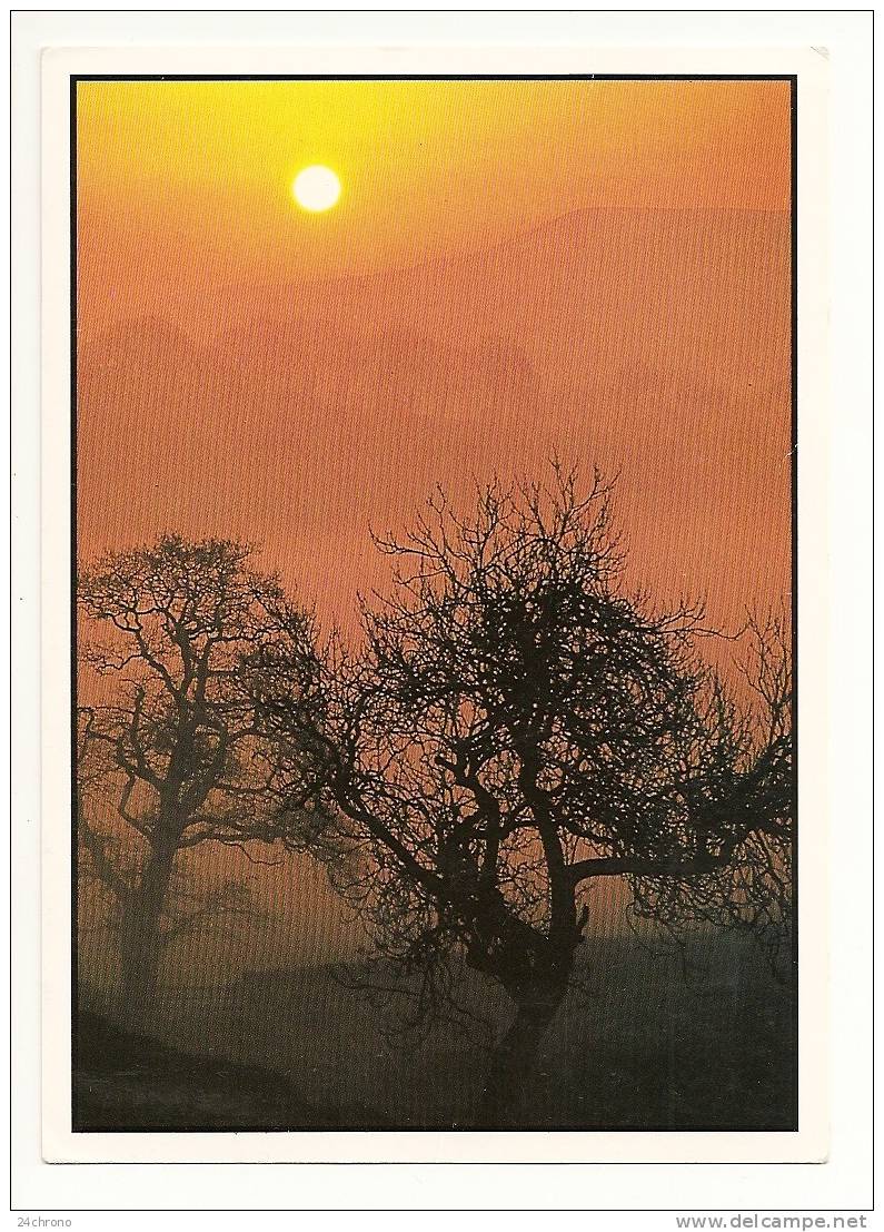 Coucher De Soleil: Soleil Couchant, Photo Ud - Vloo, Arbres (10-1284) - Halt Gegen Das Licht/Durchscheink.