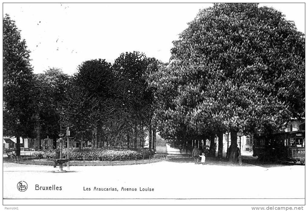 Les Araucarias, Avenue Louise - Avenues, Boulevards