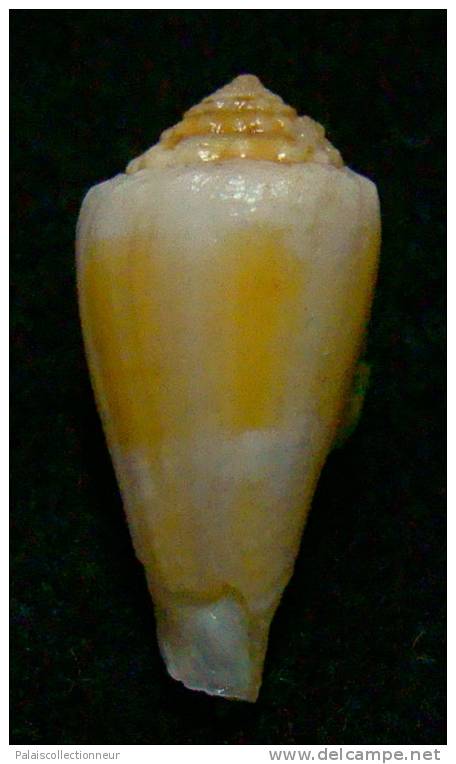 N°2815 //  CONUS  EXIGUUS  SPECIE  " Nelle-CALEDONIE "  //  F++  :  20,4mm  //   RARISSIME   . - Seashells & Snail-shells
