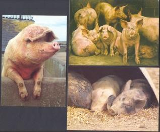 (3) Pigs - Pigs