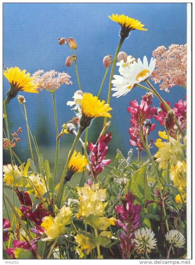 Wiesenblumen - Fleurs Des Champs - Field Flowers Suisse - Wiesen