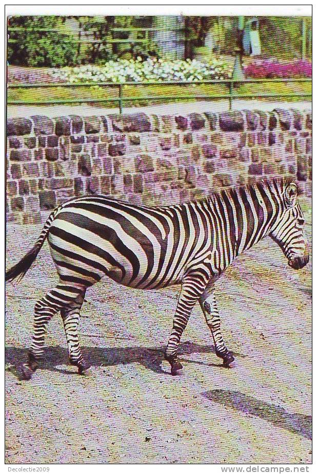 PN32 Animales Animaux Zebra Not Used  PPC Good Shape - Zèbres