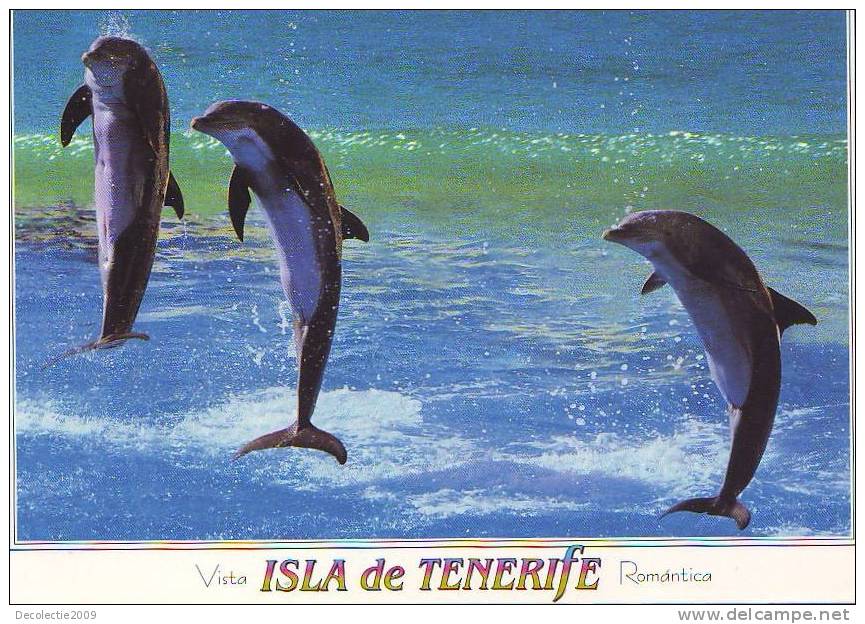 Zd2719 Animaux Animals Dolphins Dauphins Tenerife Not Used PPC Good Shape - Dauphins