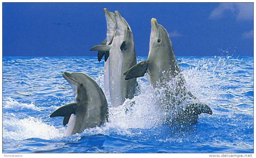 Animaux - Dauphin Jouant Dans L'eau - Dauphins