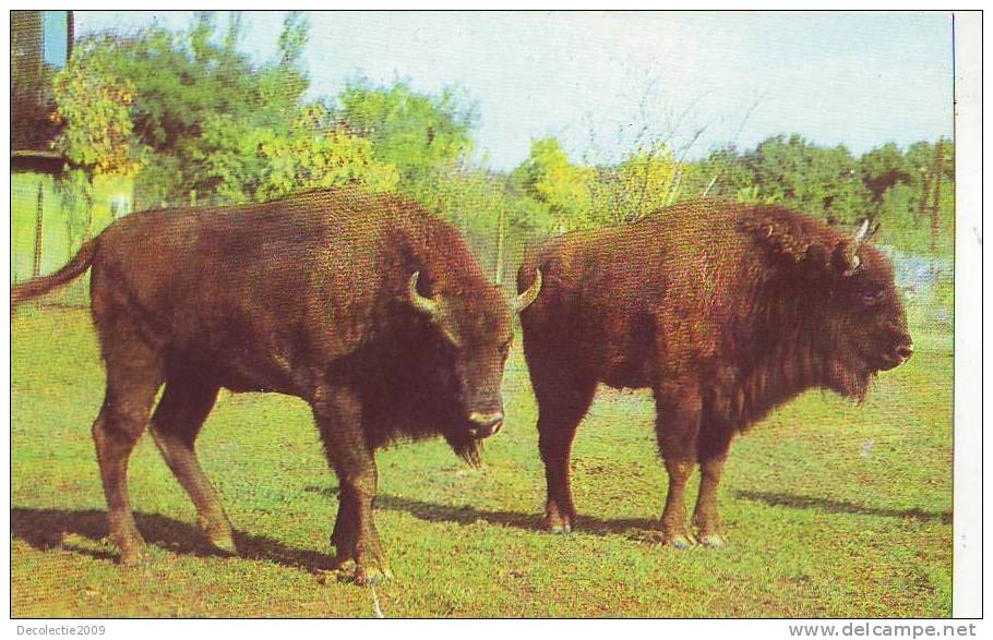 Z2898 Animaux Animals Taureaux Buffalo Bison Romania Reserve Hateg Not Used  PPC Good Shape - Stieren