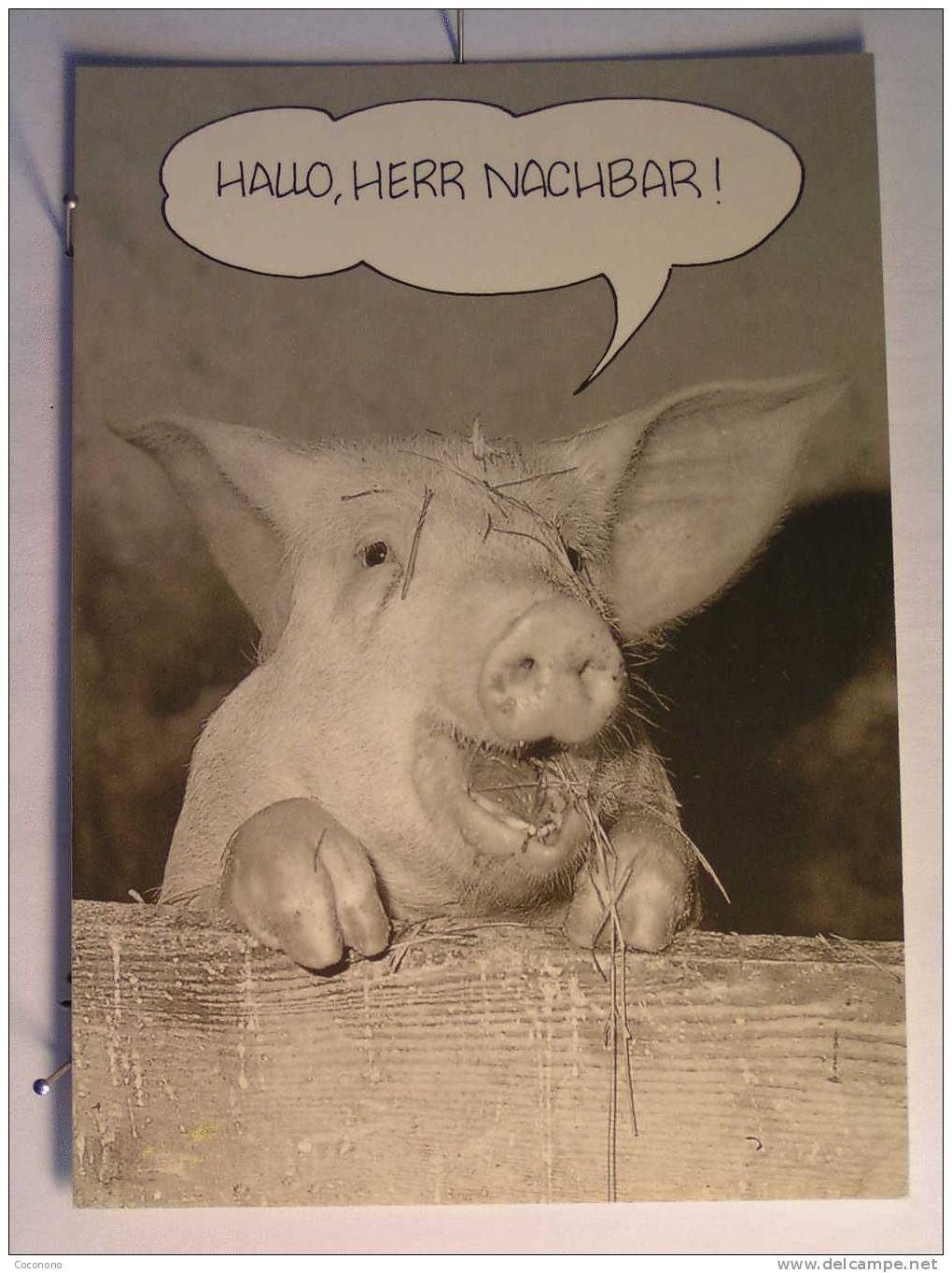 Cochon - Cochons - Pig - Pigs
