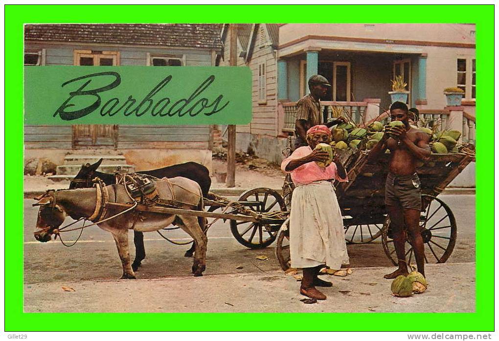 BARBADOS, WEST INDIES -  COCONUT VENDOR - - Barbados