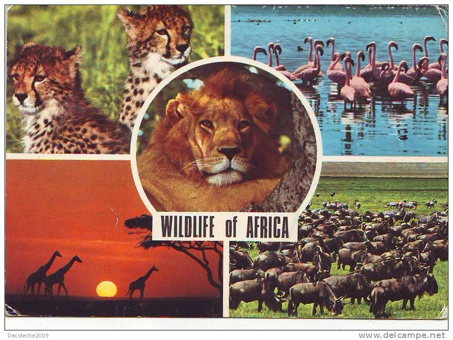 ZD4693 Birds Oiseaux Wildlife Of Africa Not Used PPC Good Shape - Lions