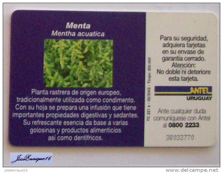 TC 221a MENTA, MENTHA ACUATICA. URUGUAY, ANTEL. MINT. - Uruguay